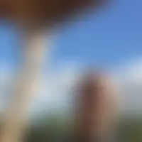 Mysa