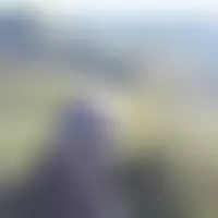 Lion40