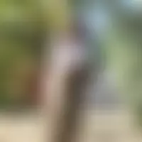Gambette