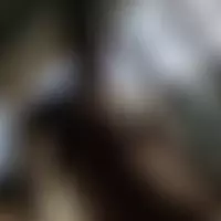 Mescalito