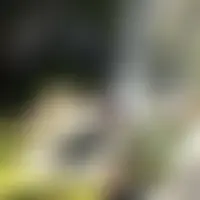 Aphrodick