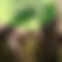 Chrysetyo19