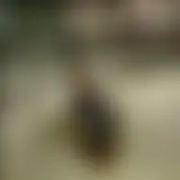 Cedghoss
