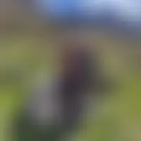 Elysdidi