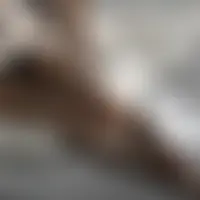 Tanhj